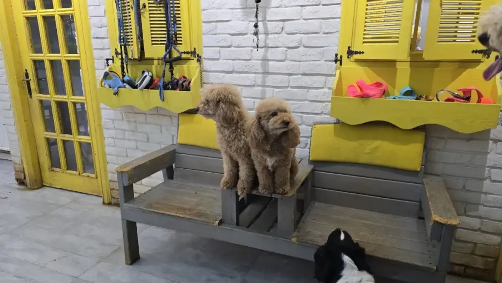 trendy pet salon ve pet kuafor f6d38dae