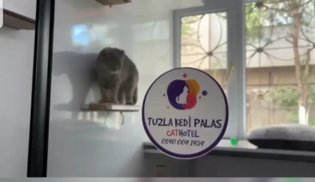 tuzla kedi palas kedi oteli 0358a35e