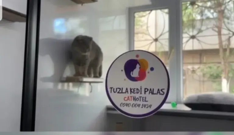 tuzla kedi palas kedi oteli 0358a35e