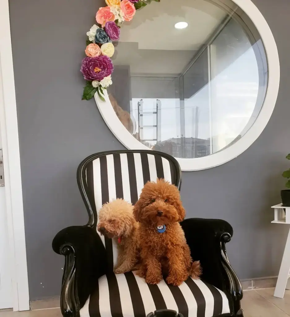 venus pet kuafor venus pet grooming academy ba181e8a