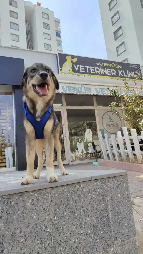 venus veteriner klinigi adana 339361eb