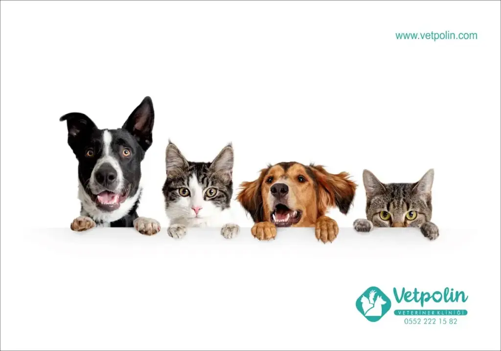 vetpolin veteriner klinigi 6f9e17e1