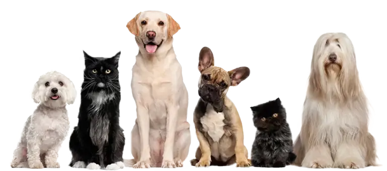 vettaksi pet taksi istanbul kedi kopek nakil transfer hayvan kargo profile UykBSM