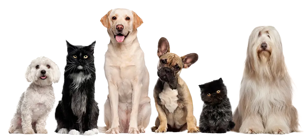 vettaksi pet taksi istanbul kedi kopek nakil transfer hayvan kargo profile UykBSM