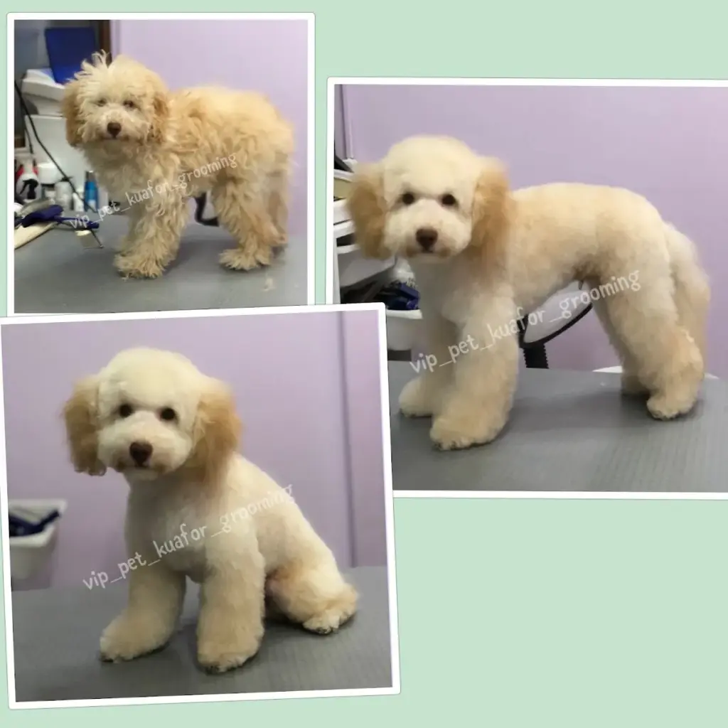 vip pet kuafor f06740c6