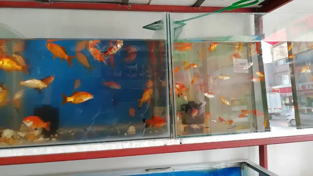 yuksel petshop 0bd1f291