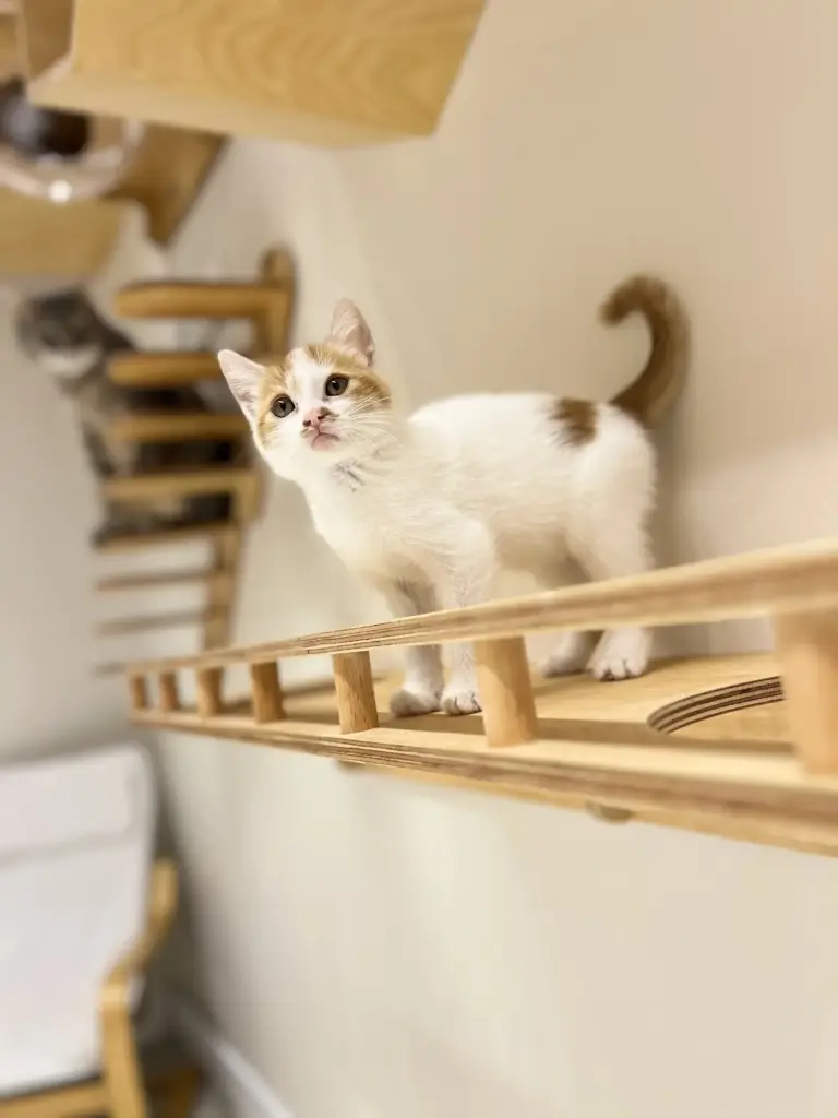 yumi kedi oteli 5193f6bb