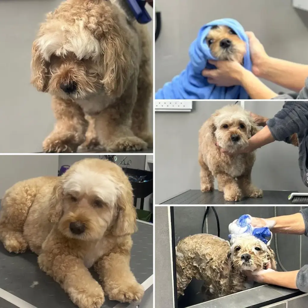 zesa pet kuafor 71838cdd
